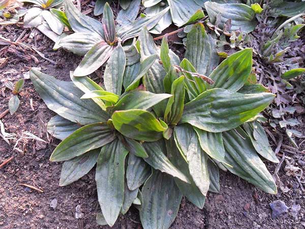 車前子種子發芽出苗圖片 車前子種子發芽出苗圖片