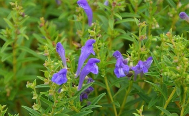 1631081354223723.jpg 1631081354223723.jpg