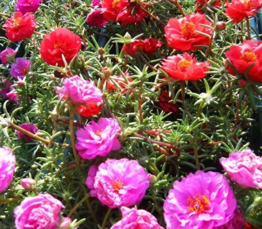 1631082014772820.jpg image.jpg