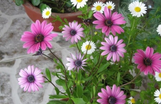 1631082088385422.jpg image.jpg