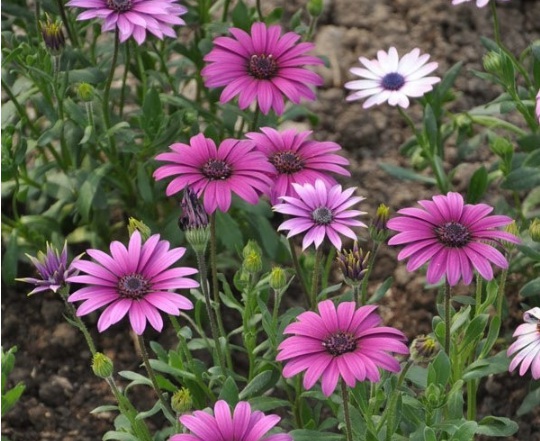 1631082100993986.jpg image.jpg