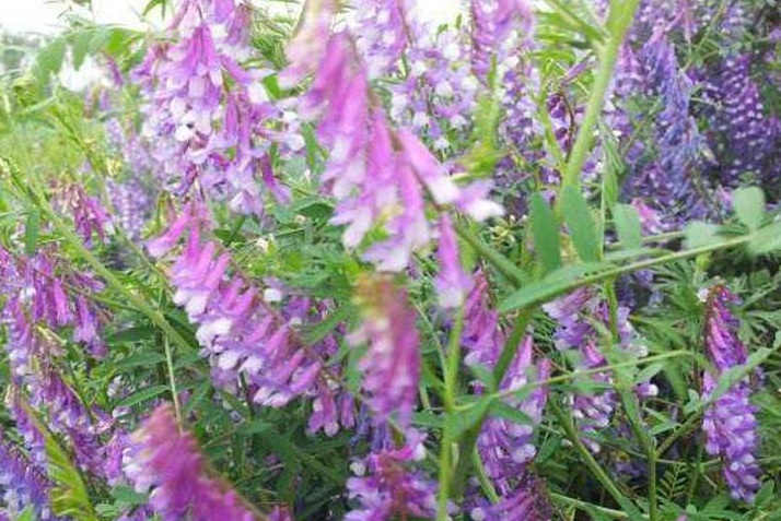 1631082298367418.jpg 1631082298367418.jpg