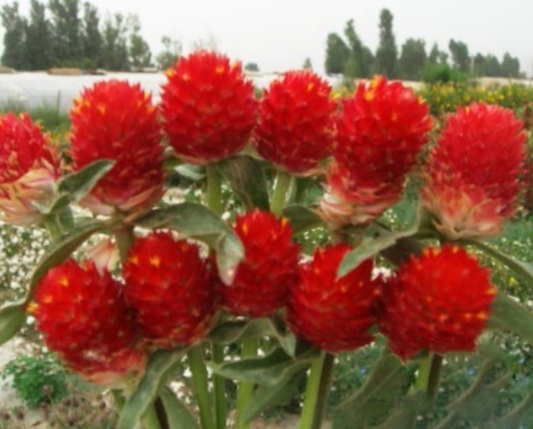 1631082920924607.jpg image.jpg