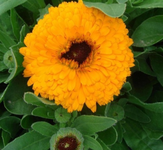 1631083574395068.jpg image.jpg