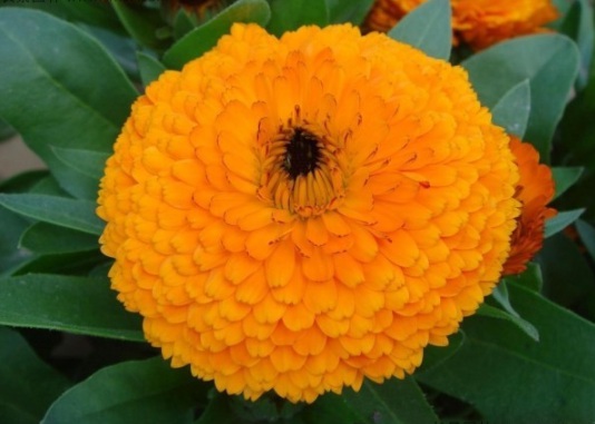 1631083584719644.jpg image.jpg