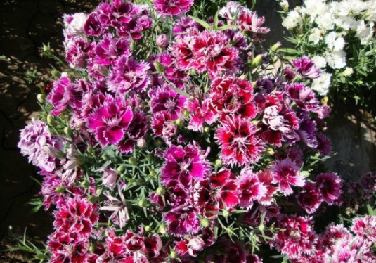 1631084310368644.jpg image.jpg