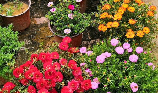 1631084845370651.jpg image.jpg