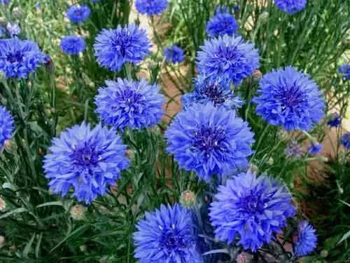 矢車菊的習性和栽培技巧 矢車菊的習性和栽培技巧