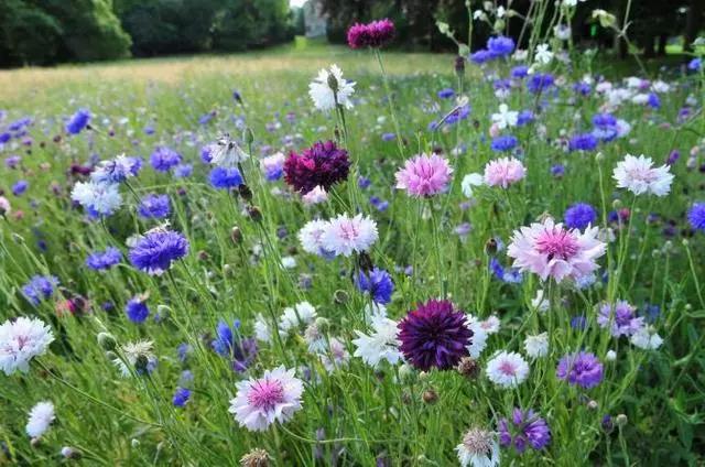 矢車菊的習性和栽培技巧 矢車菊的習性和栽培技巧
