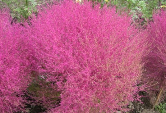 1631085131779054.jpg image.jpg