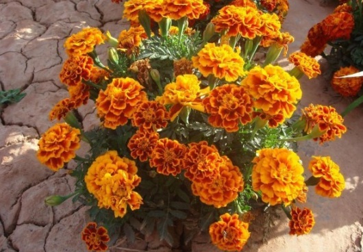 1631086115757374.jpg image.jpg