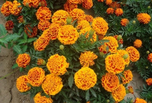 1631086124606732.jpg image.jpg