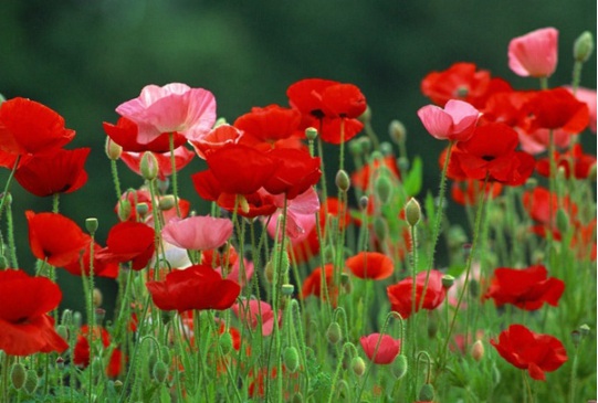 1631086178337777.jpg image.jpg