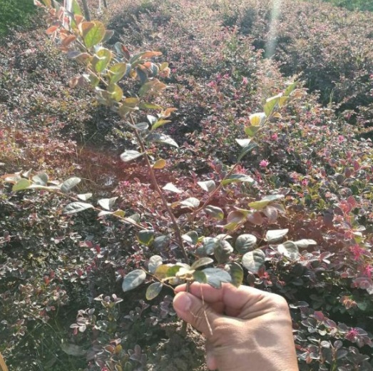 1631086485282131.jpg image.jpg