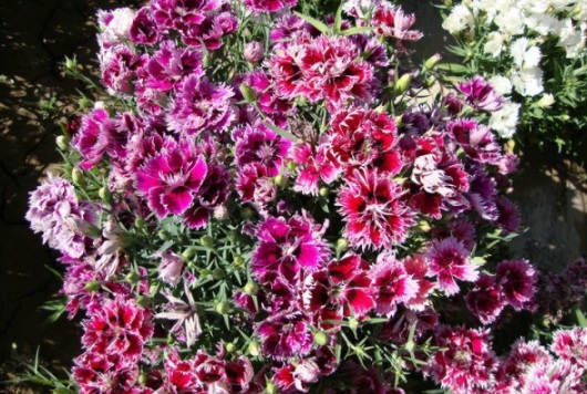 1631087949588084.jpg image.jpg