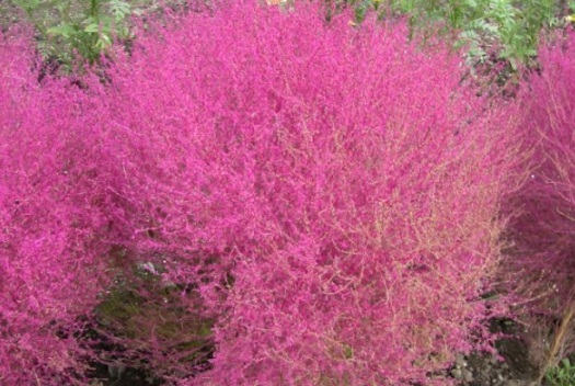 1631088072453133.jpg image.jpg