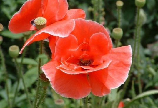 1631089206508510.jpg image.jpg