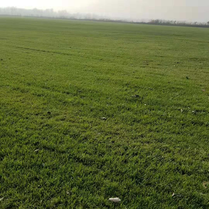 1631154670451453.jpg ff37954fca8264410f0369d6caa97734_797d2255f861d115b35a2a005f841b2a.jpg