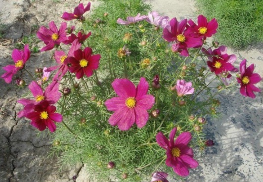 1631159017442930.jpg image.jpg