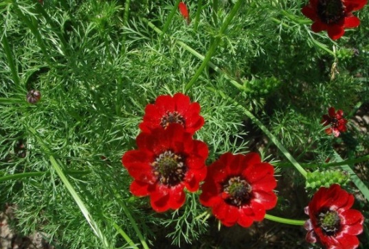 1631160341531393.jpg image.jpg