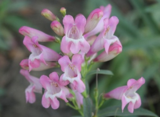 1631161427633886.jpg image.jpg