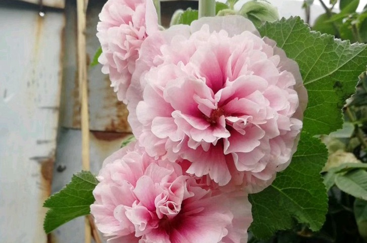 1631163614829340.jpg 1631163614829340.jpg