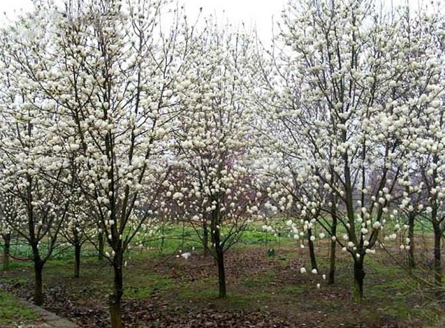 1631176677291056.jpg 1631176677291056.jpg