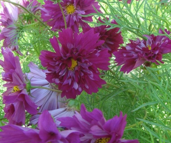 1631180250729491.jpg image.jpg