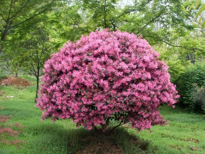 1631186073500800.jpg 1631186073500800.jpg