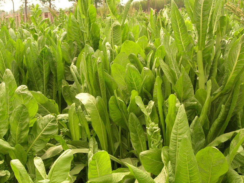 è????£è??è?£?§??-?