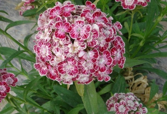 1631188351508698.jpg 1631188351508698.jpg