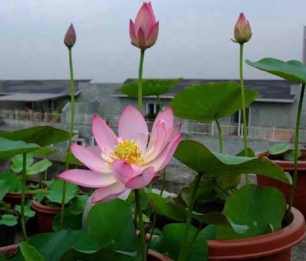 1631189887652276.jpg image.jpg