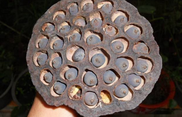 1631189899338077.jpg image.jpg