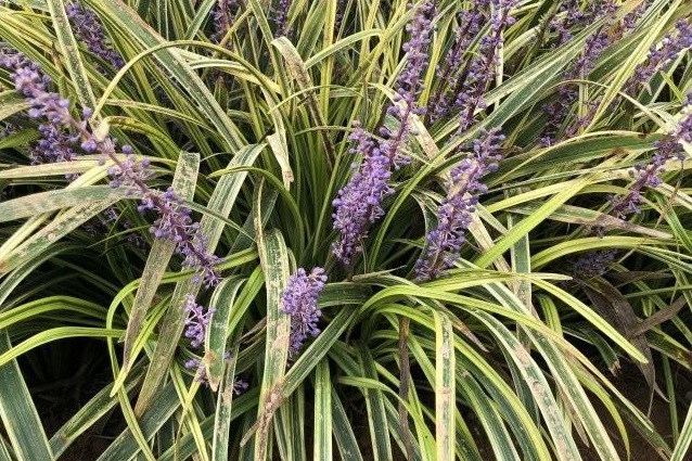 1631190327568771.jpg image.jpg