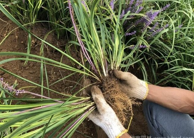 1631190343994933.jpg image.jpg