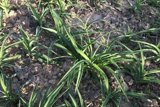 1631191409805924.jpg 1631191409805924.jpg