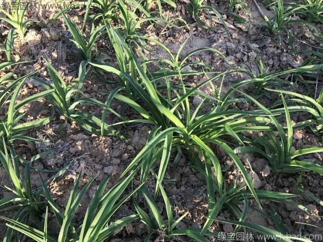 1631191531206700.jpg image.jpg