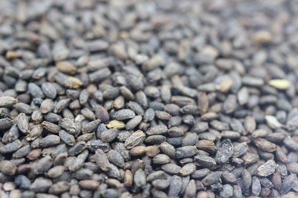 一串紅種子 一串紅種子