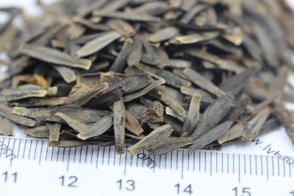 小麗花種子 小麗花種子