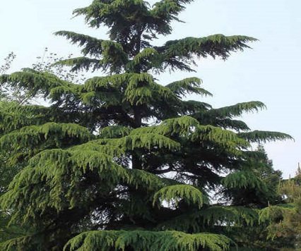 1631422259774451.jpg image.jpg