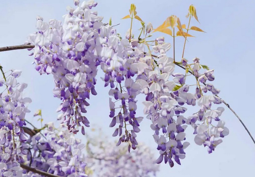 1631425219552635.jpg 1631425219552635.jpg