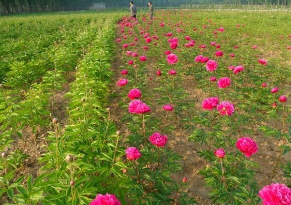 1631438579461569.jpg image.jpg