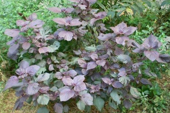 1631439296530562.jpg image.jpg