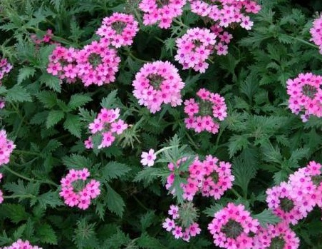 1631442621699734.jpg 1631442621699734.jpg