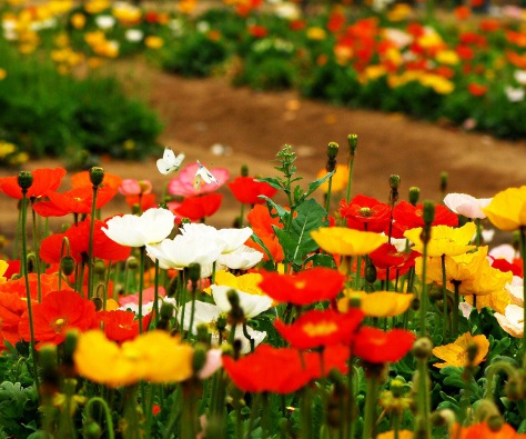 1631453144351818.jpg image.jpg