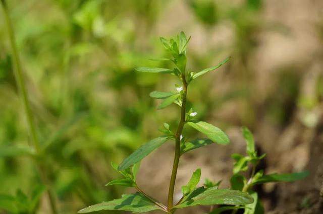六種婆婆納了解一下 六種婆婆納了解一下