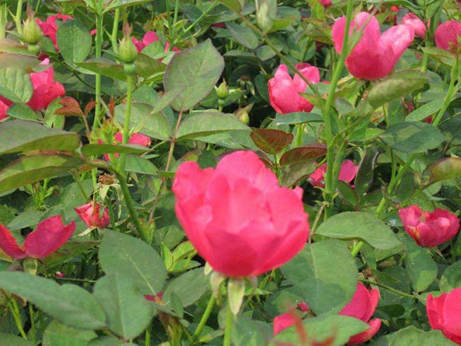 豐花月季 豐花月季