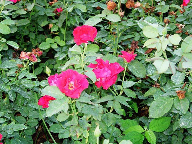 豐花月季 豐花月季