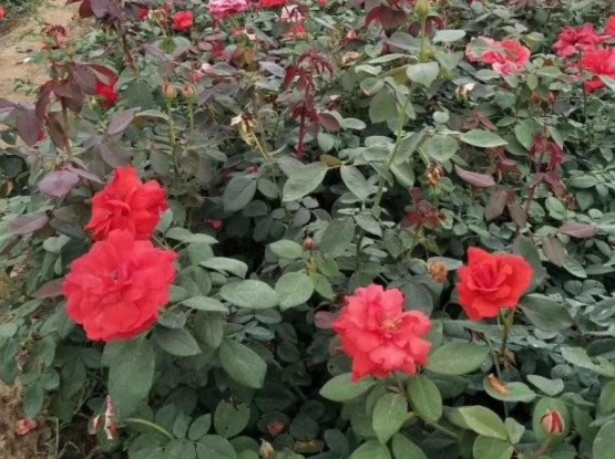 1631464519351286.jpg 1631464519351286.jpg