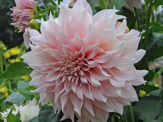 1590487828257154.jpg 1d1dfa46470b4086a0f146ba83e97716.jpg